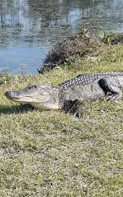 An Unexpected Encounter in South Carolina