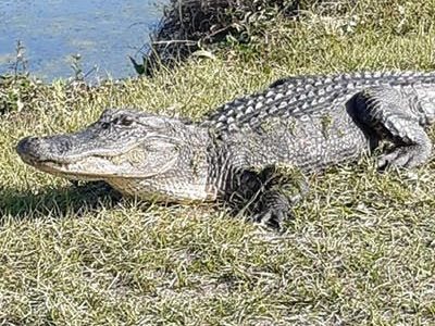 An Unexpected Encounter in South&nbsp;Carolina